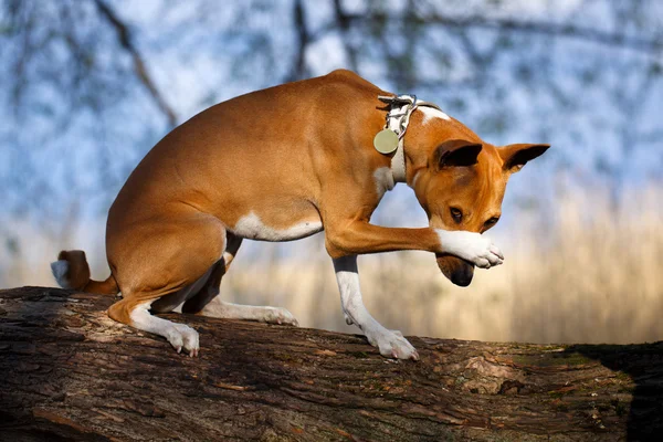 Animais — Fotografia de Stock