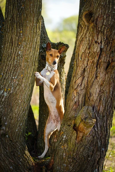 Animales. —  Fotos de Stock