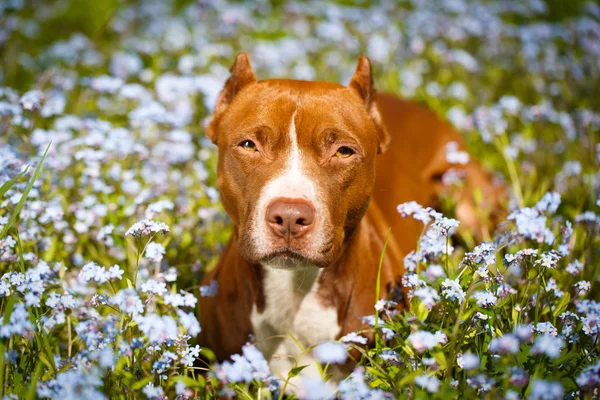 Animali — Foto Stock