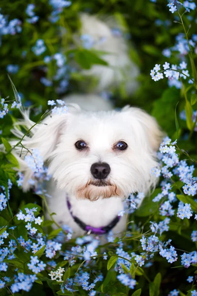 Animali — Foto Stock