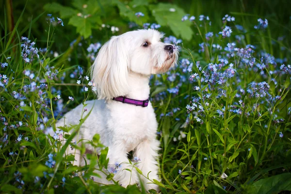 Animali — Foto Stock