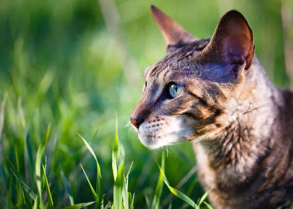 Animali — Foto Stock