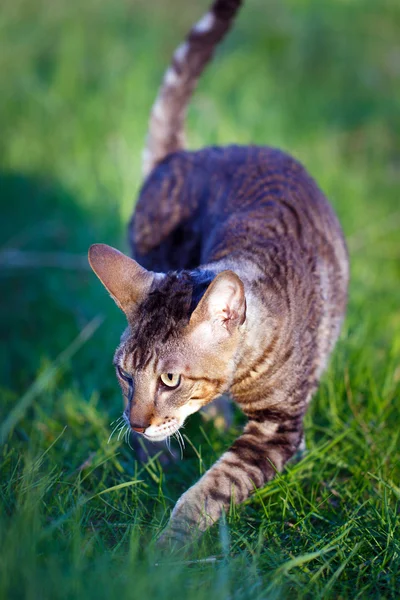 Animali — Foto Stock