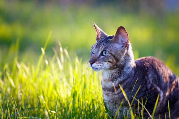 Animal — Stock Photo, Image