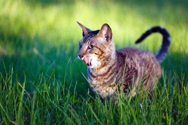 Animais — Fotografia de Stock