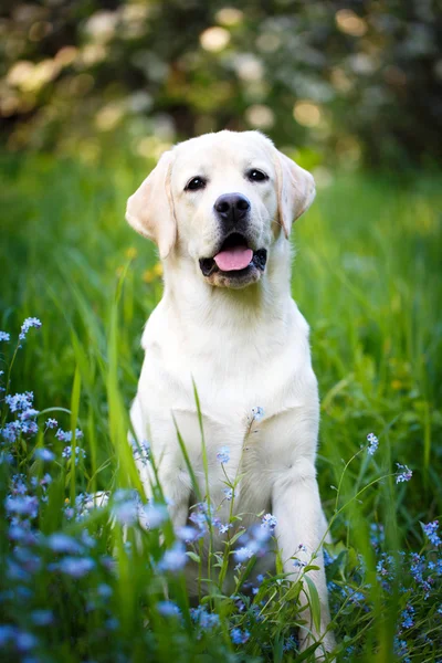 Animais — Fotografia de Stock