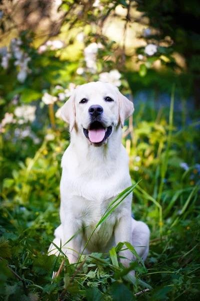 Animales. —  Fotos de Stock