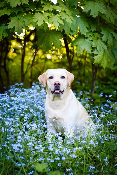 Animales. —  Fotos de Stock