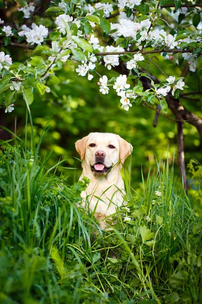 Animali — Foto Stock