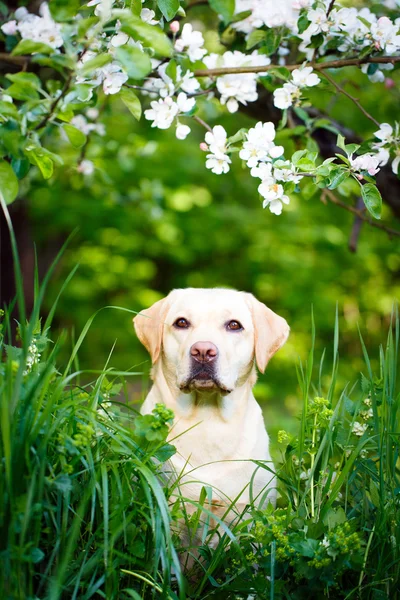 Animal — Stock Photo, Image