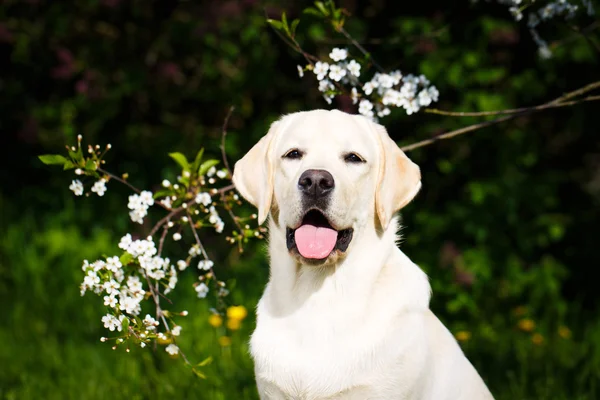 Animales. —  Fotos de Stock