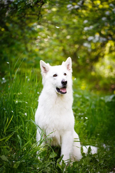 Animal — Stock Photo, Image