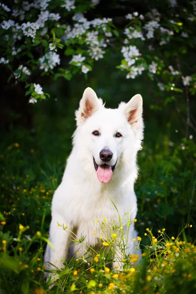 Animal — Stock Photo, Image