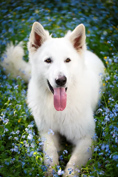 Dierlijk — Stockfoto