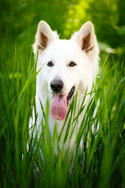 Animales. — Foto de Stock