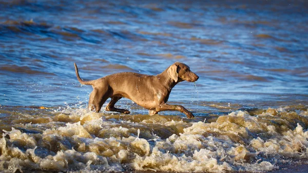 Animal — Stock Photo, Image