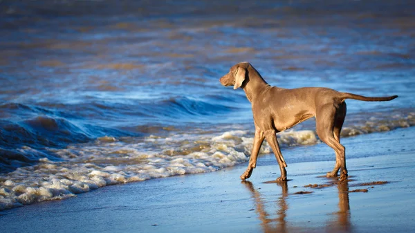 Animal — Stock Photo, Image