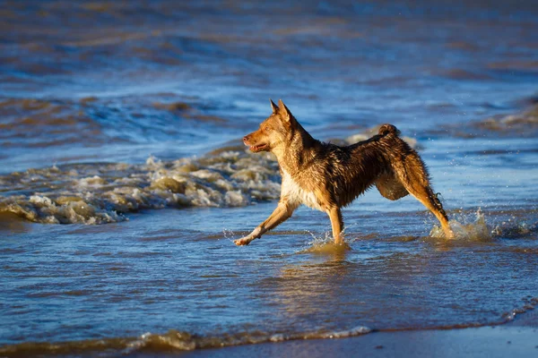 Animales. — Foto de Stock