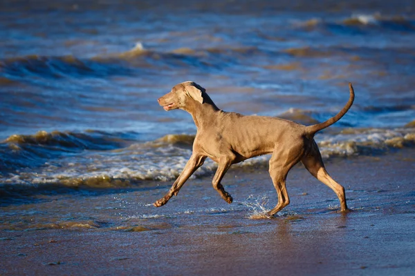 Animales. — Foto de Stock