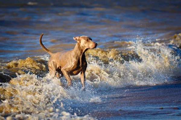 Animales. —  Fotos de Stock