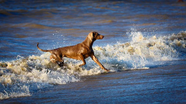 Animales. — Foto de Stock