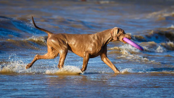 Animali — Foto Stock