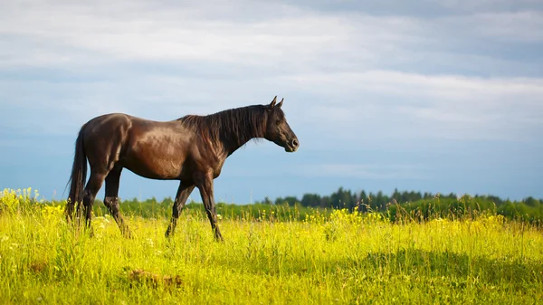 Tier — Stockfoto