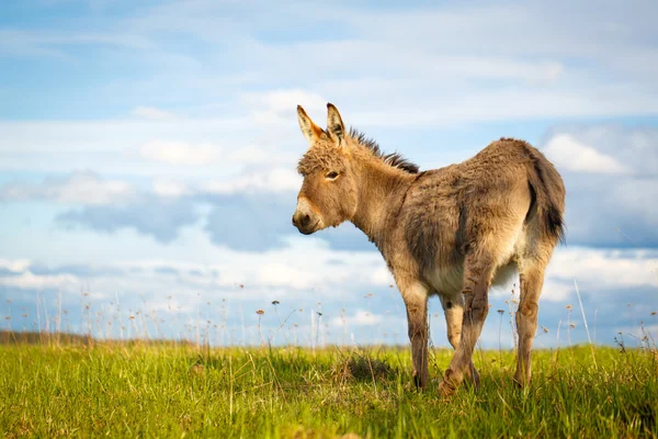 Animales. — Foto de Stock