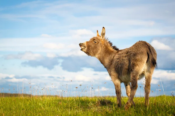 Animales. — Foto de Stock