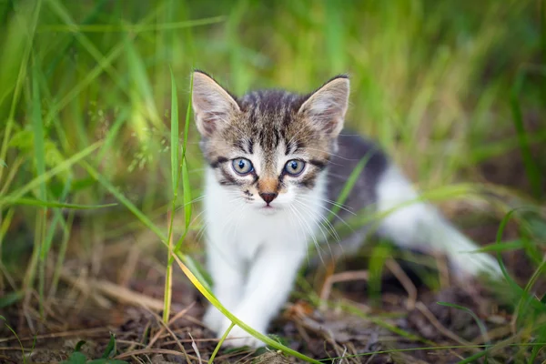 Little cat — Stock Photo, Image