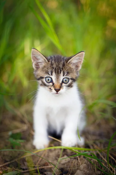 Gatinho. — Fotografia de Stock