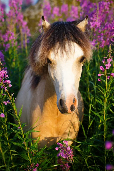 Animali — Foto Stock