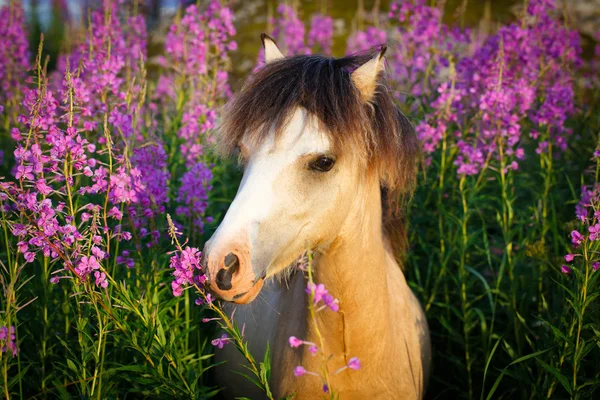 Animali — Foto Stock