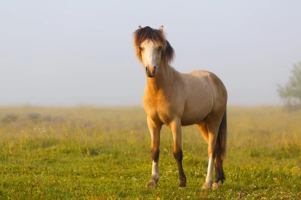 Animales. —  Fotos de Stock