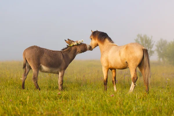 Animali — Foto Stock