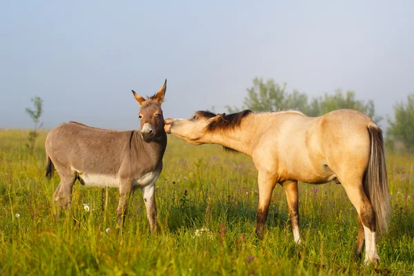 Animali — Foto Stock