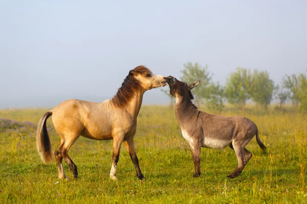 Animales. — Foto de Stock