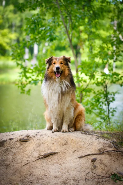 Dierlijk — Stockfoto