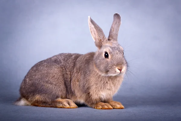 Animais — Fotografia de Stock