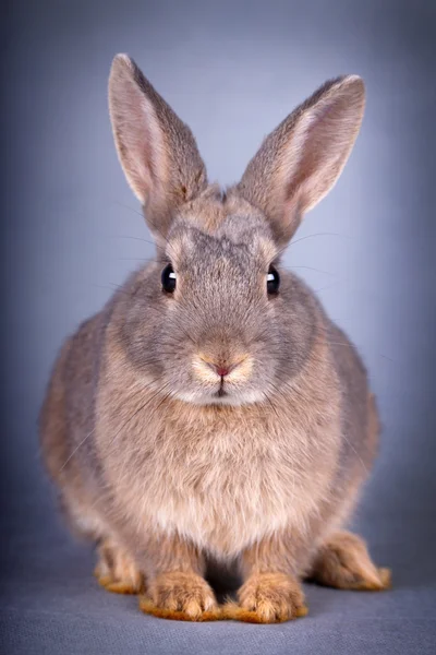 Animais — Fotografia de Stock