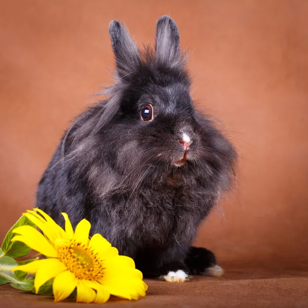 Animais — Fotografia de Stock