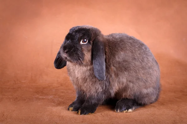 Animais — Fotografia de Stock