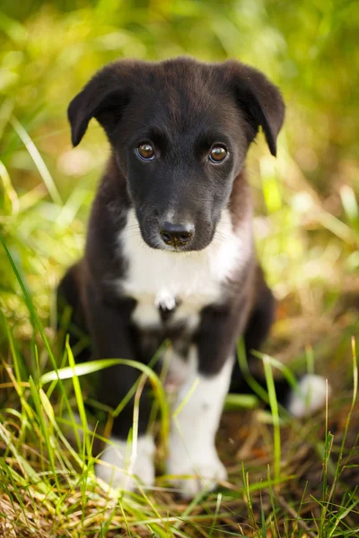 Animali — Foto Stock