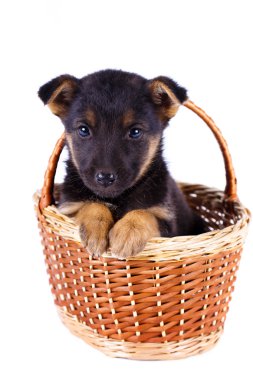 Yavru Köpek.