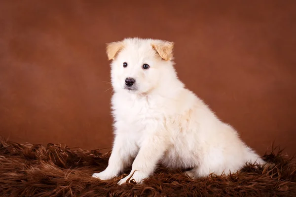 Animais — Fotografia de Stock