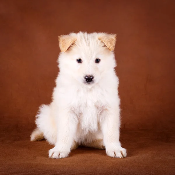 Animais — Fotografia de Stock