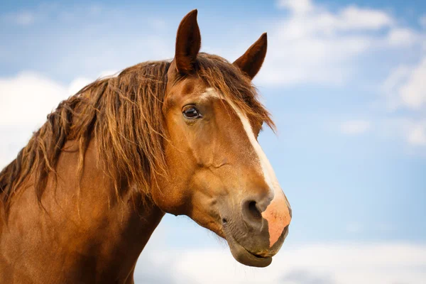 Animales. —  Fotos de Stock