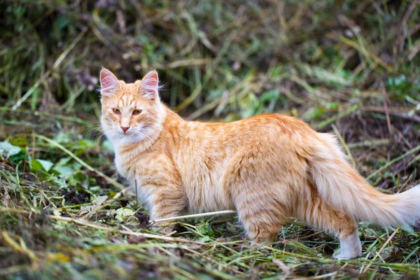 Dierlijk — Stockfoto