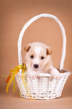 hayvan köpek yavrusu