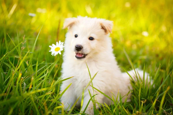 Cucciolo di cane animale — Foto Stock